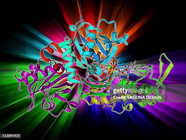 beta-actin molecule - cytoskeleton stock illustrations
