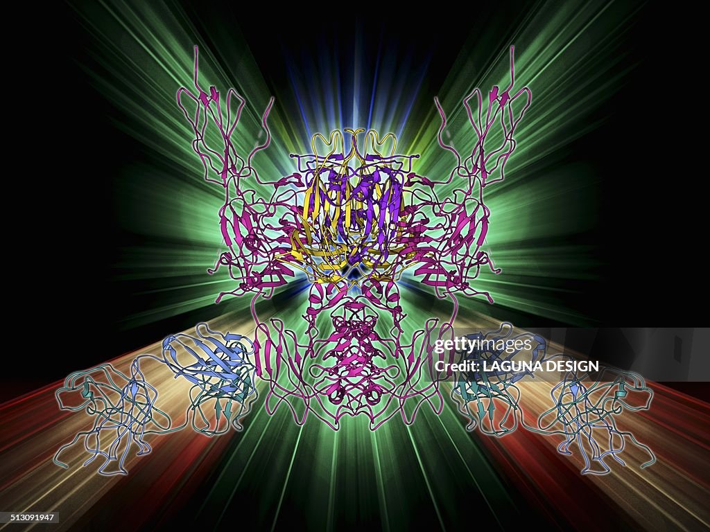Insulin receptor molecule