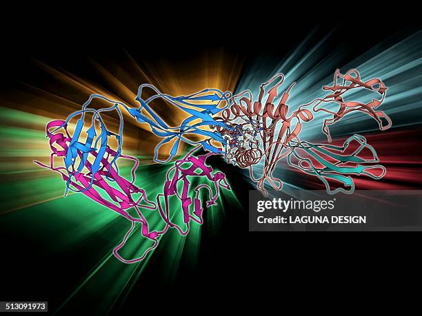 t cell receptor b7 molecule - t cell stock illustrations