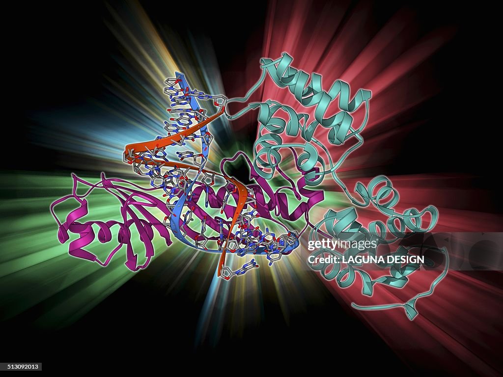 Complex Binding Tata Box Binding Protein