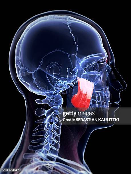 Masseter Man Musculus Masseter Photos and Premium High Res Pictures - Getty Images