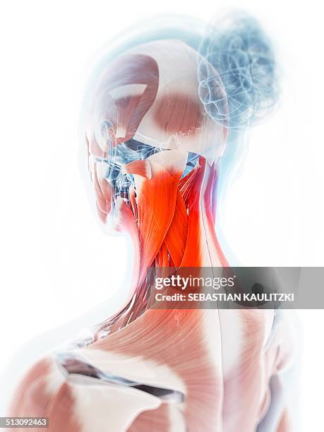 human neck pain, artwork - neck muscle pain illustration stock illustrations