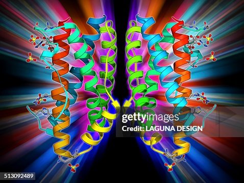 Interleukin-6, molecular model Interleukin-6, molecular model