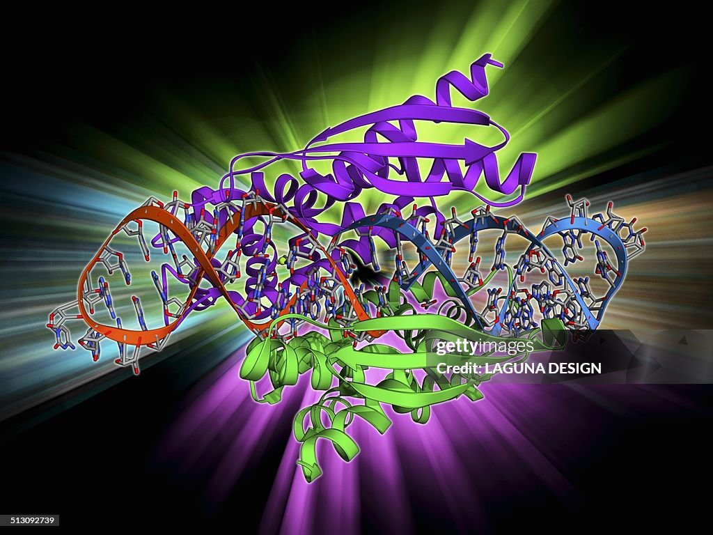 Double-stranded RNA-ribonuclease III