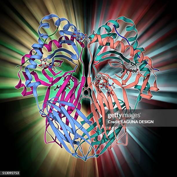 Icon Mhc Complex 18 Mhc High Res Illustrations - Getty Images