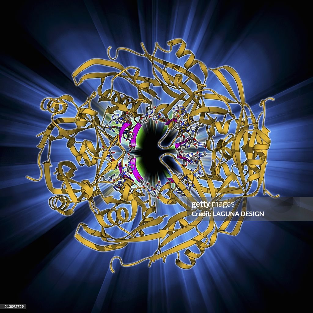 Ebola matrix protein molecule