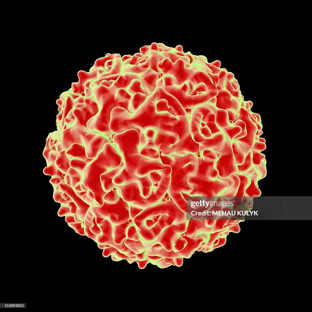 Densovirus, artwork