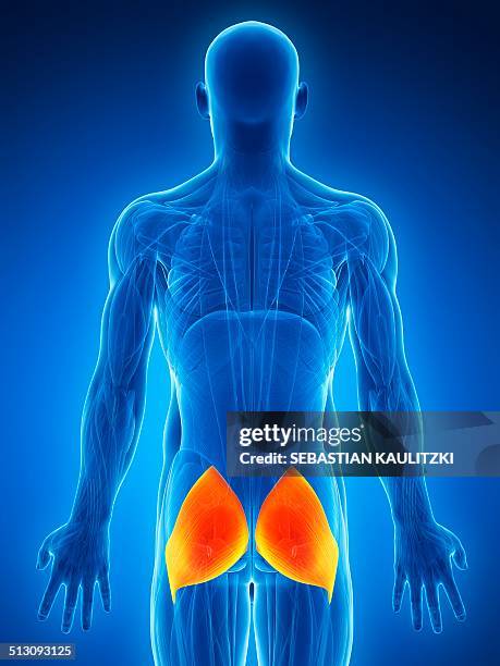 human buttock muscles, artwork - buttock stock illustrations