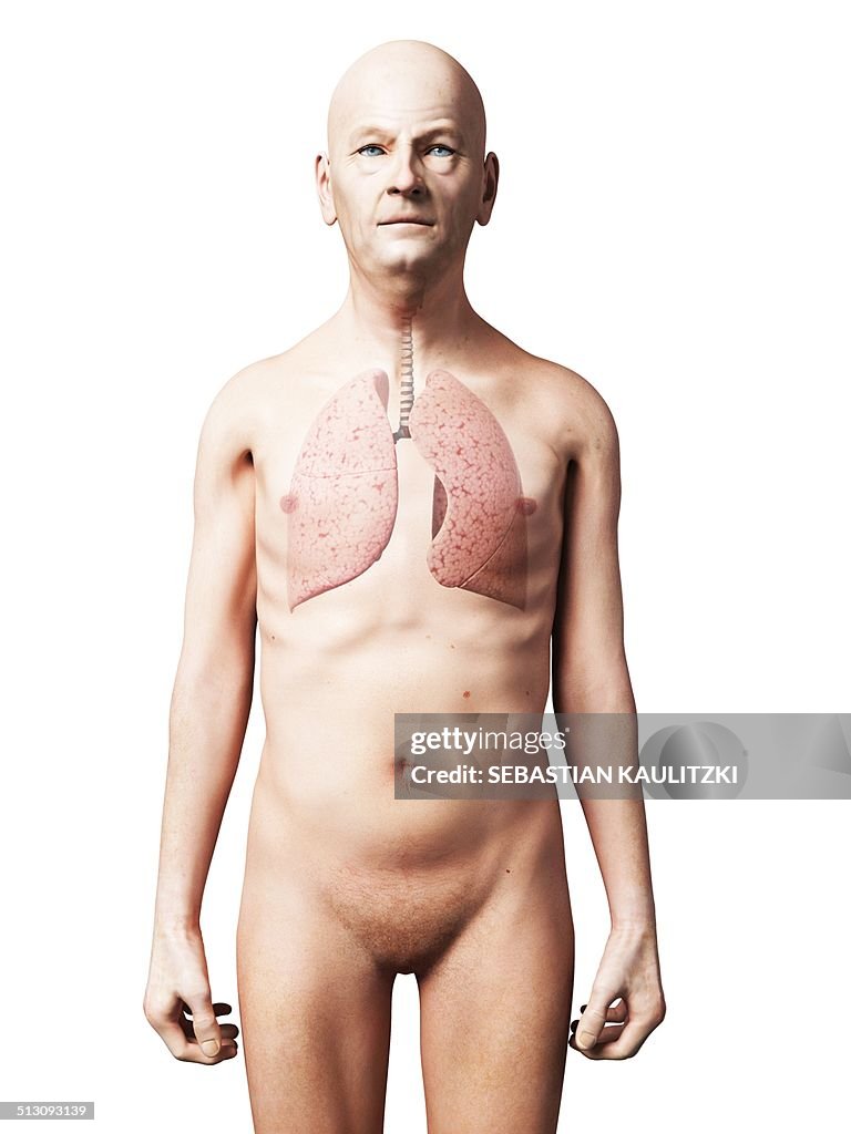 Male lungs, artwork