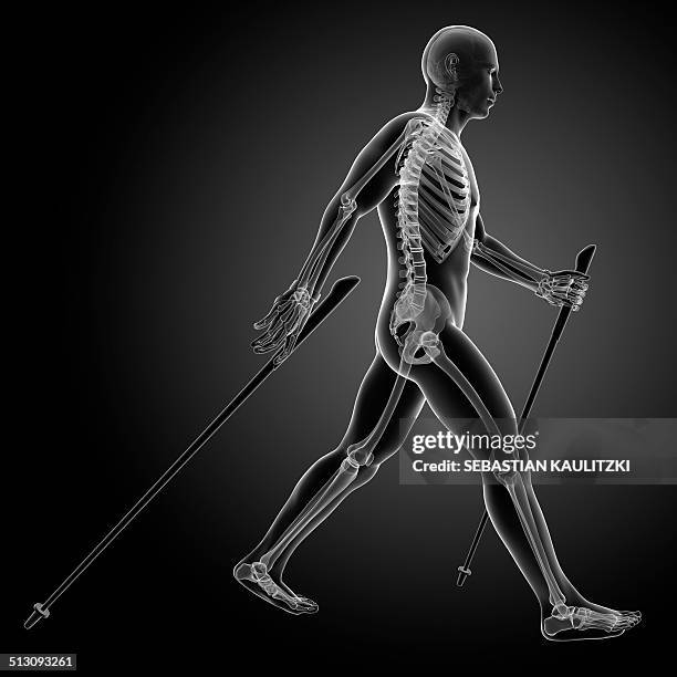 nordic walker, artwork - nordic walking stock illustrations