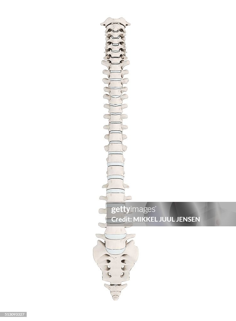 Human vertebra, artwork