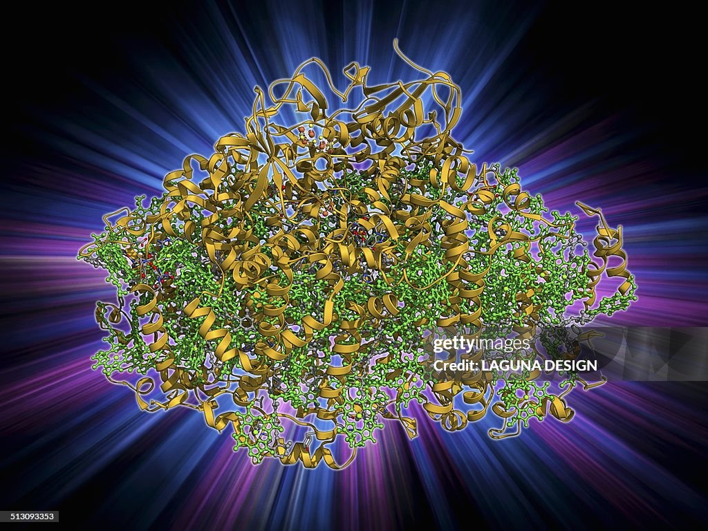 Photosystem I molecule