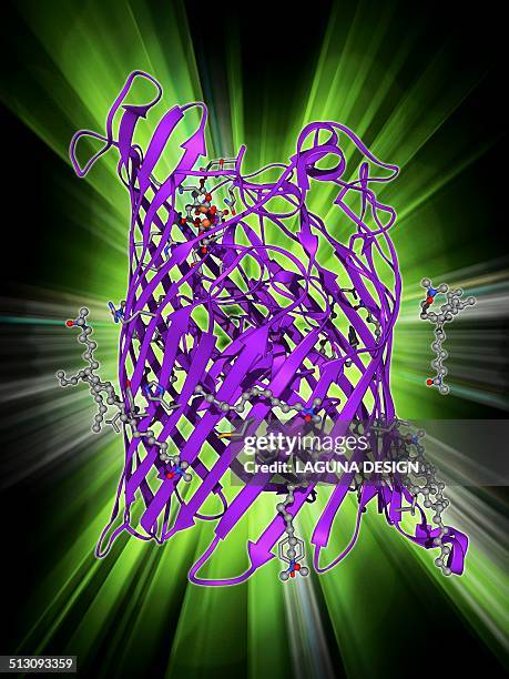 outer membrane receptor protein molecule - membran stock-grafiken, -clipart, -cartoons und -symbole