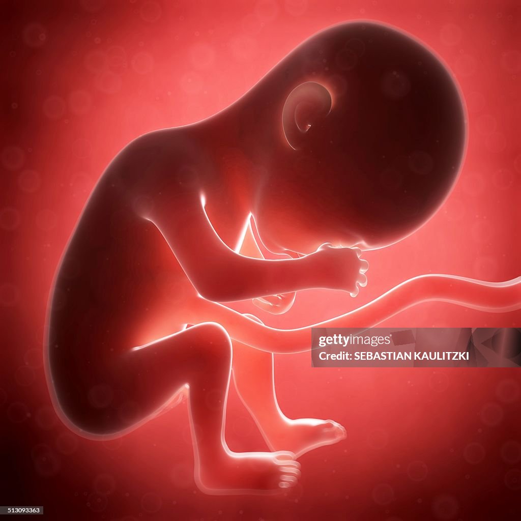 Human Fetal Development Artwork High Biology Diagrams