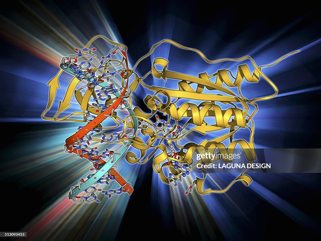 Methyltransferase and DNA