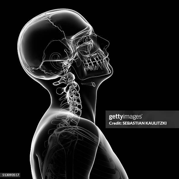 ilustraciones, imágenes clip art, dibujos animados e iconos de stock de human skull and neck bones, artwork - head back