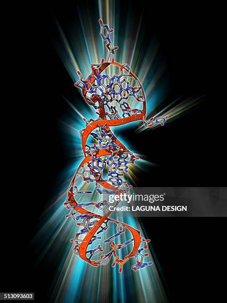 rna stem-loop motif, molecular model - rna stock-grafiken, -clipart, -cartoons und -symbole