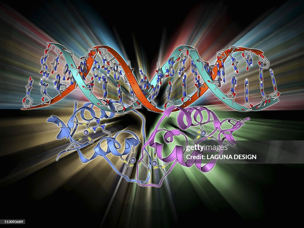 Transcript Factor Transcription Factor And Dna Molecule High-Res Vector Graphic - Getty ...