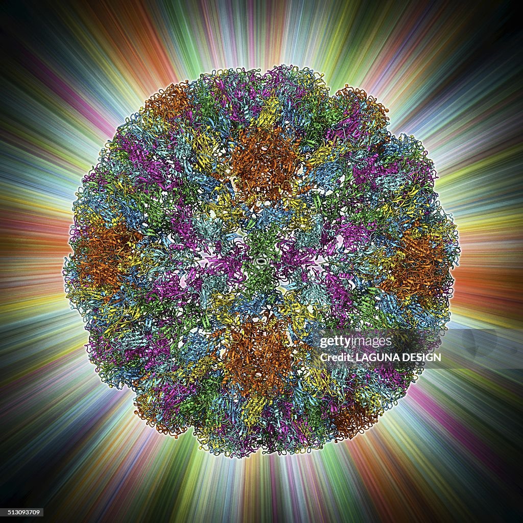 SV40 virus capsid, molecular model