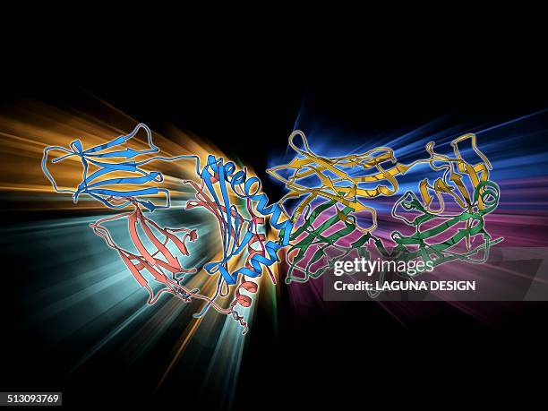 t cell receptor antigen complex - t cell stock illustrations
