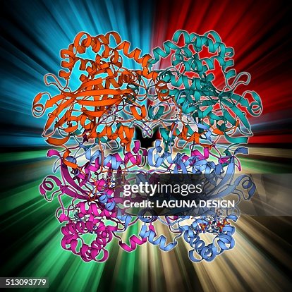 Human catalsae, molecular model Human catalsae, molecular model