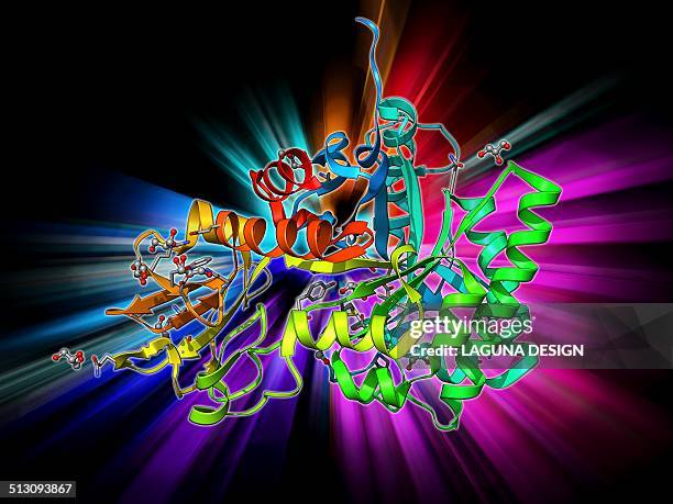 chitinase enzyme molecule - digestive system model stock illustrations