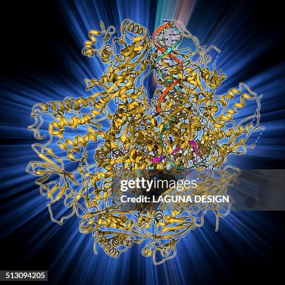 Dna Transcriptase Enzyme Model Dna Transcription Molecular Model High-Res Vector Graphic - Getty Images