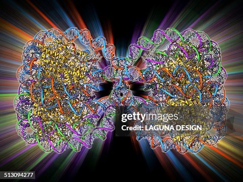 DNA tetranucleosome, molecular model DNA tetranucleosome, molecular model
