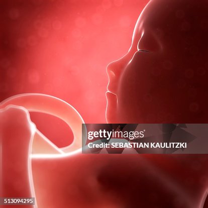 Human fetal development, artwork Human fetal development, artwork