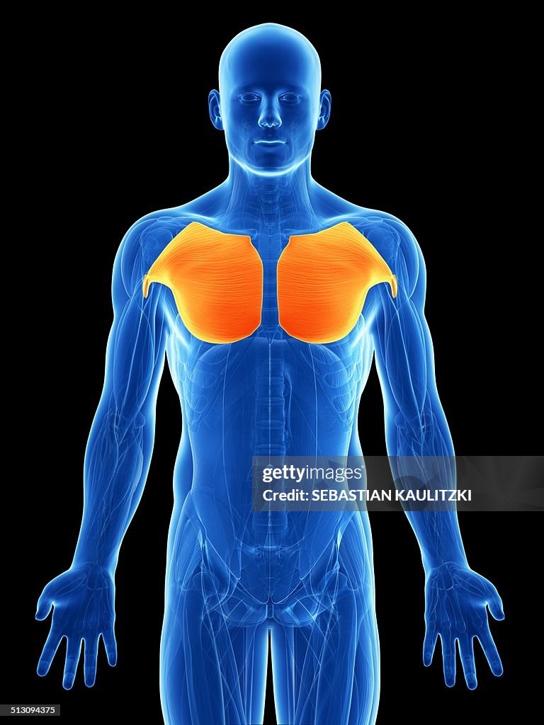 Human Chest Muscles Artwork High-Res Vector Graphic - Getty Images