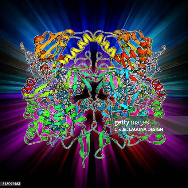 nitric oxide synthase molecule - nitric oxide stock illustrations