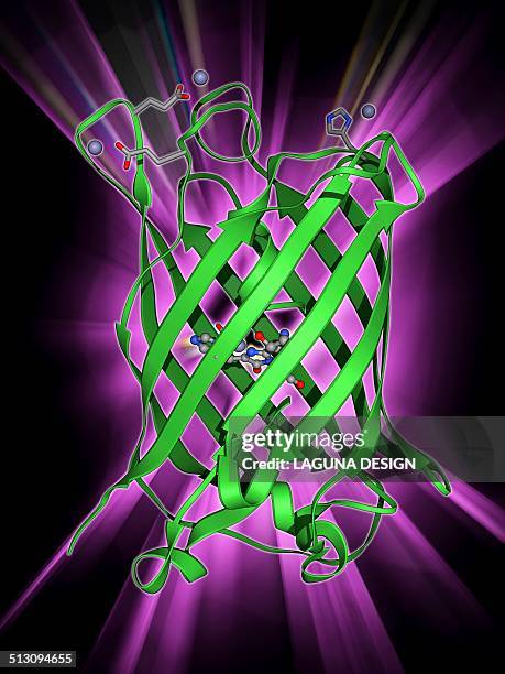 green fluorescent protein molecule - bioluminescence stock illustrations