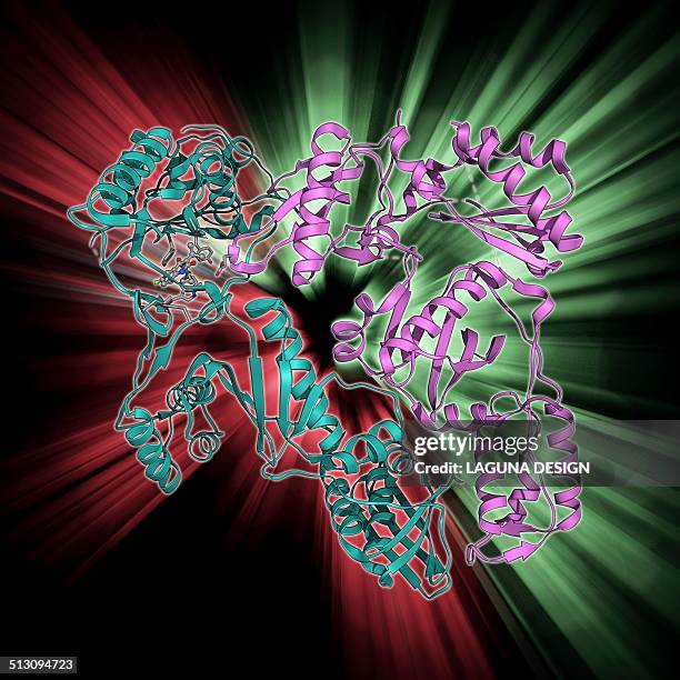 reverse transcriptase and inhibitor - reverse transcriptase stock illustrations