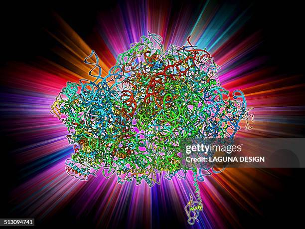 70s ribosome, molecular model - ribosome stock illustrations