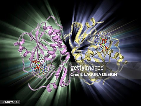 HGPRTase molecule HGPRTase molecule
