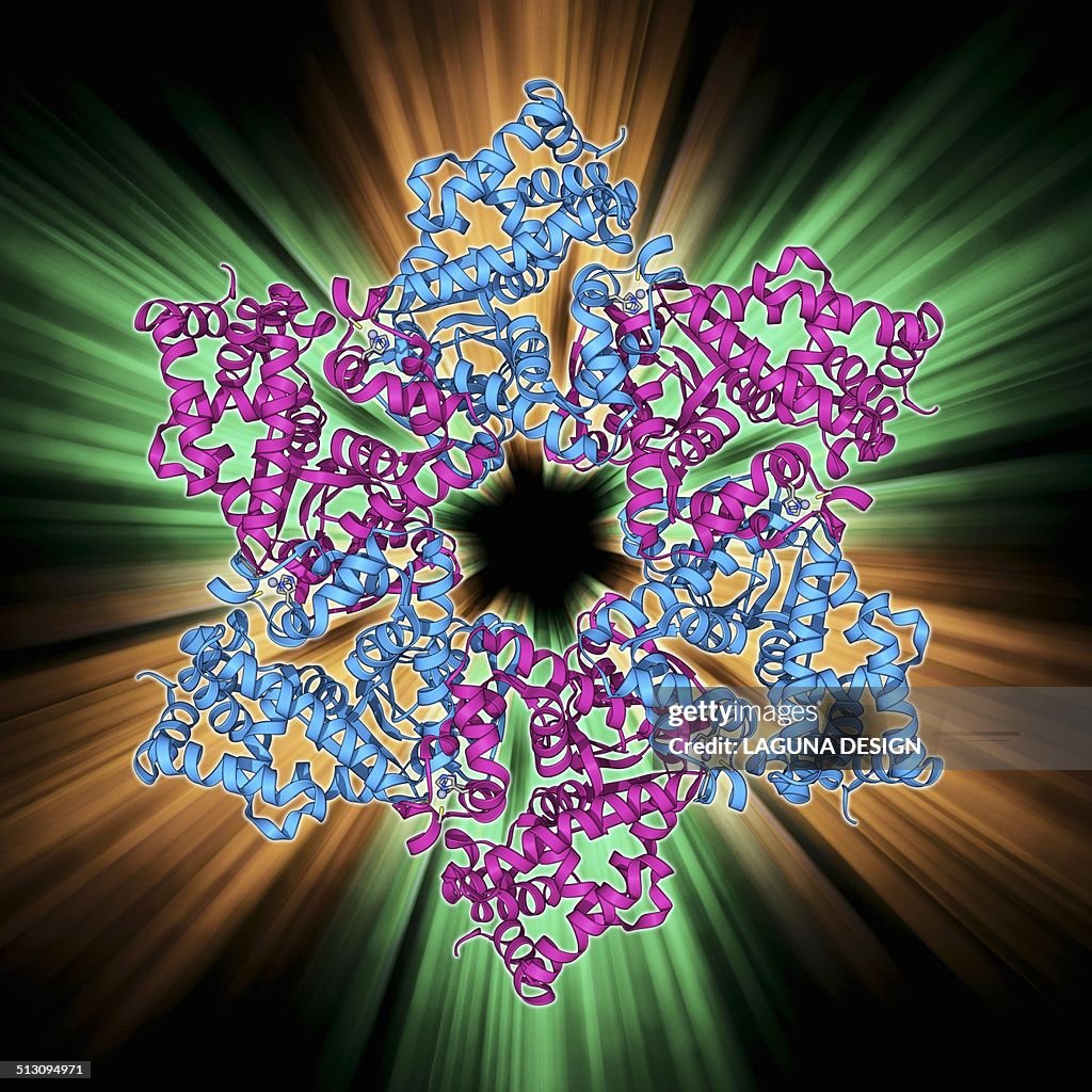 DNA helicase molecule