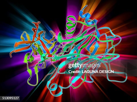 Anthrax protective antigen molecule Anthrax protective antigen molecule