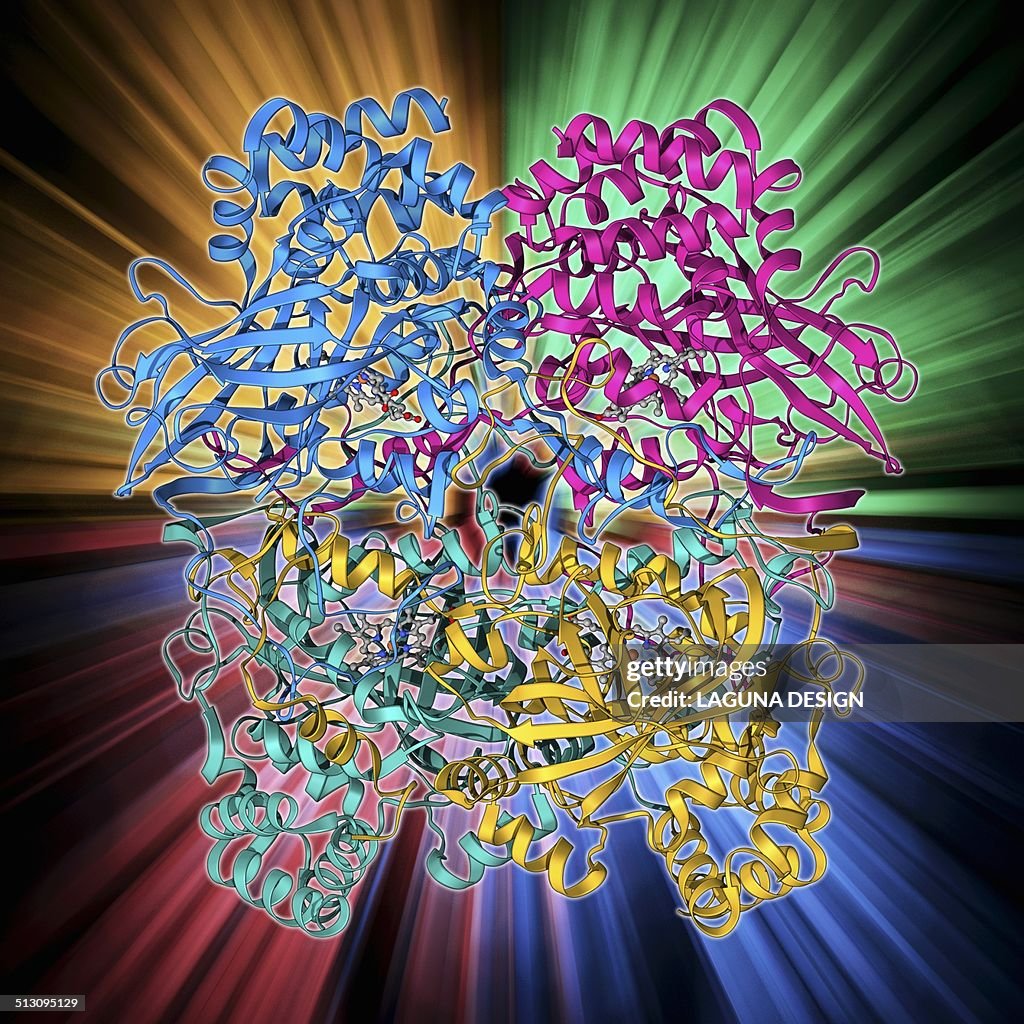 catalase structure catalase (katalase) kopen? Images... Catalase Structure
