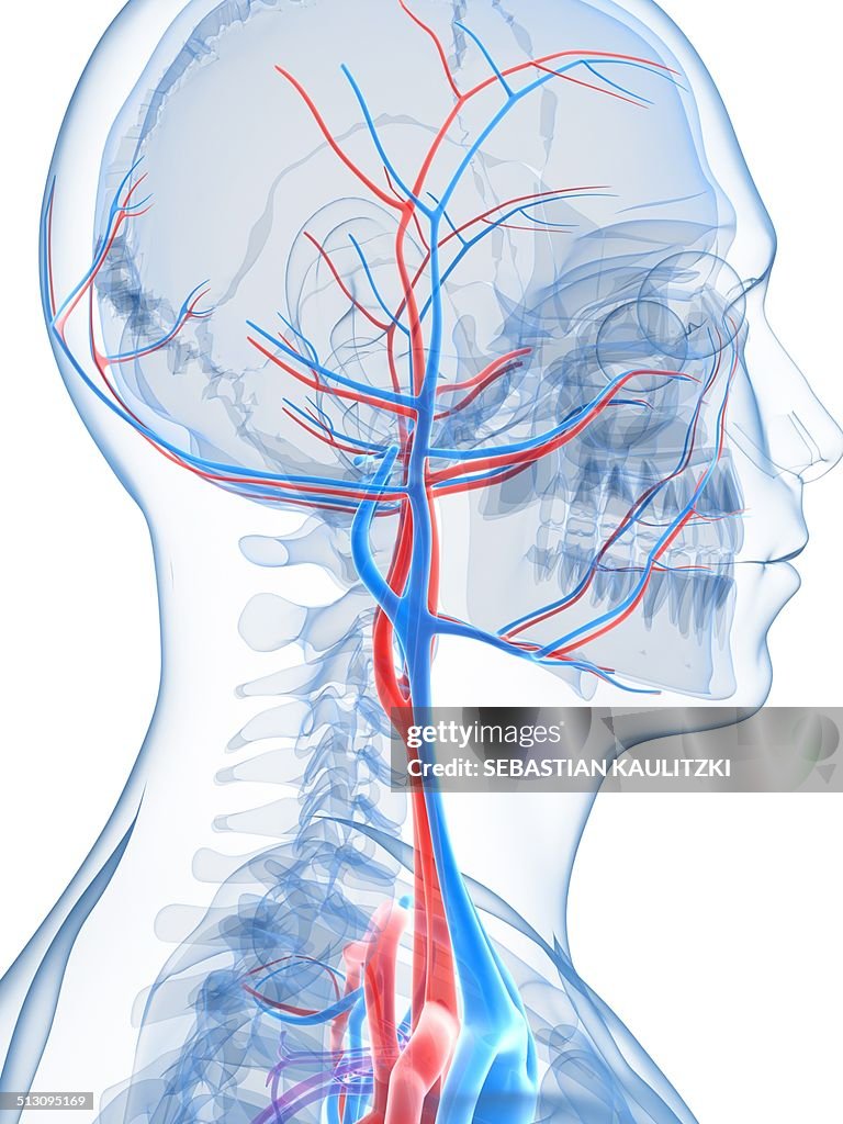 Vascular system of the head, artwork