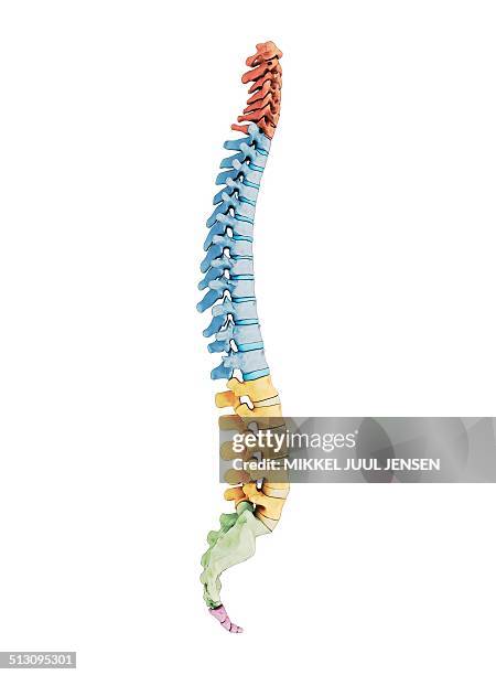 human vertebra, artwork - cervical vertebrae stock illustrations