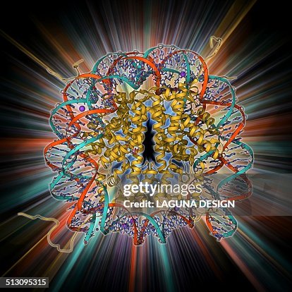 Nucleosome molecule Nucleosome molecule
