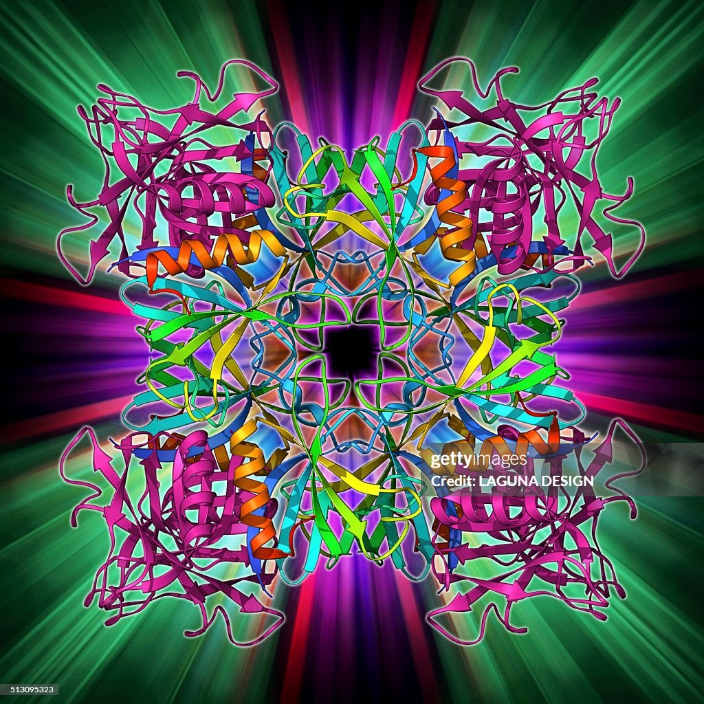 Dynamin enzyme, molecular model