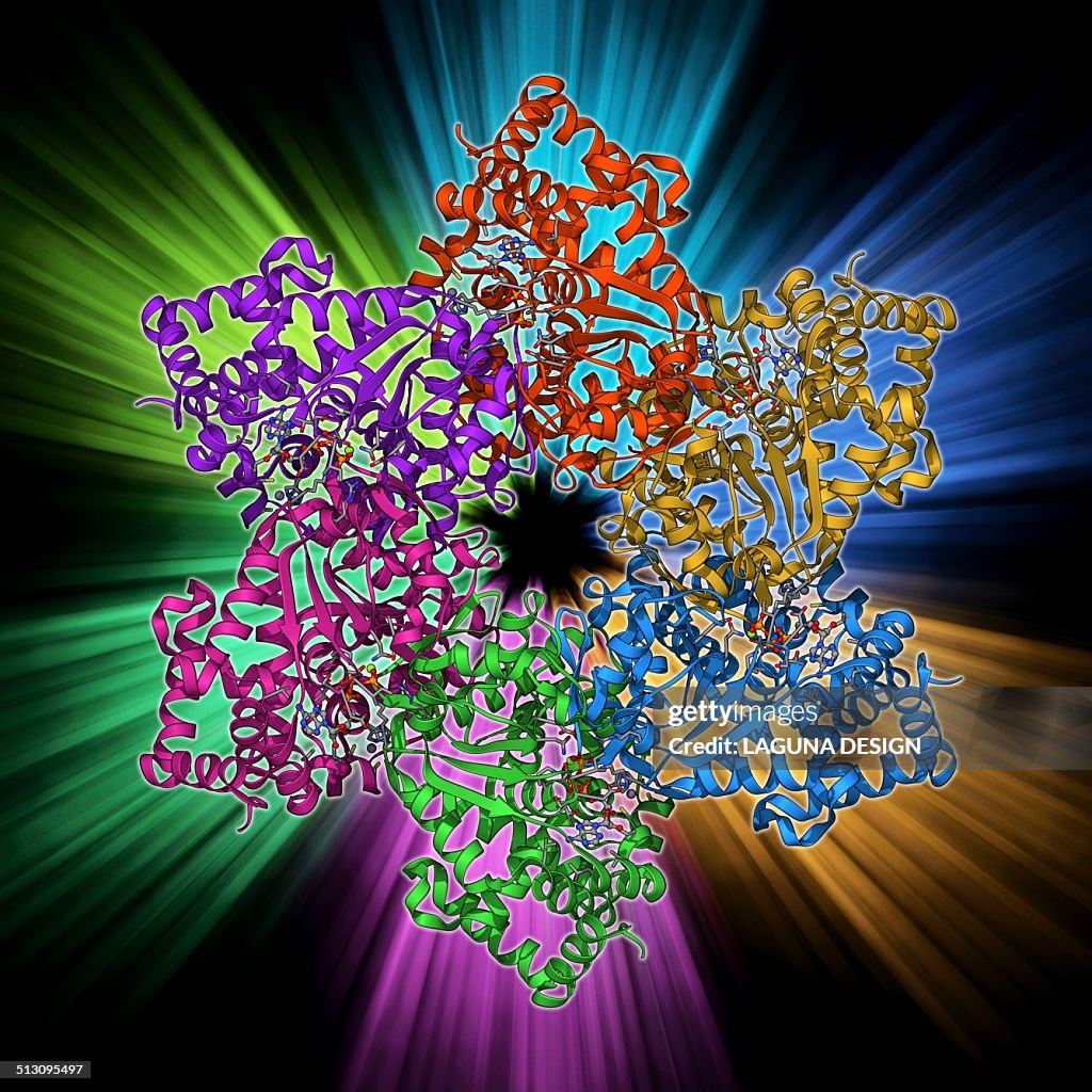 DNA helicase molecule