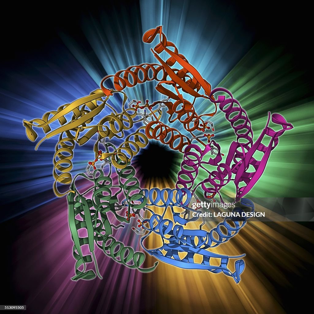 Lumazine synthase molecule