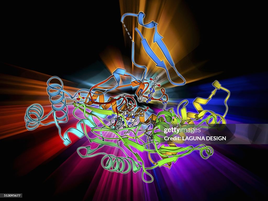 Nitric oxide synthase molecule