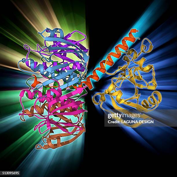 Labile Vector 374 Labile Stock Photos, High-Res Pictures, and Images - Getty Images