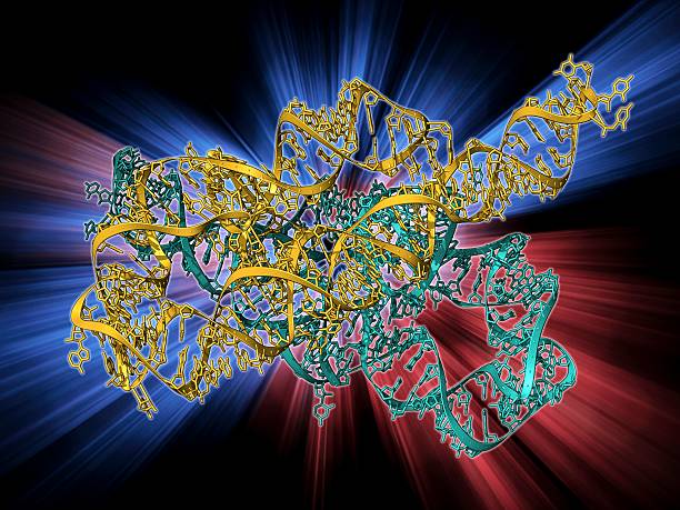Define Ribozyme 11 Ribozyme Stock Photos, High-Res Pictures, and Images - Getty Images