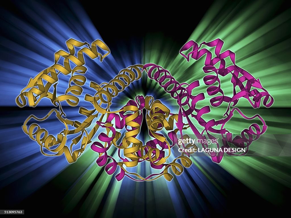 Rabbit eye lens protein molecule