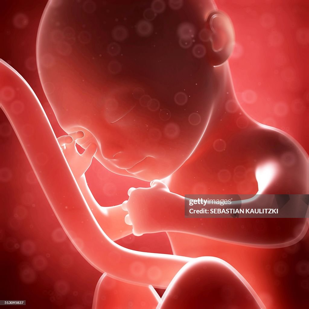 Human Fetal Development Artwork High Biology Diagrams