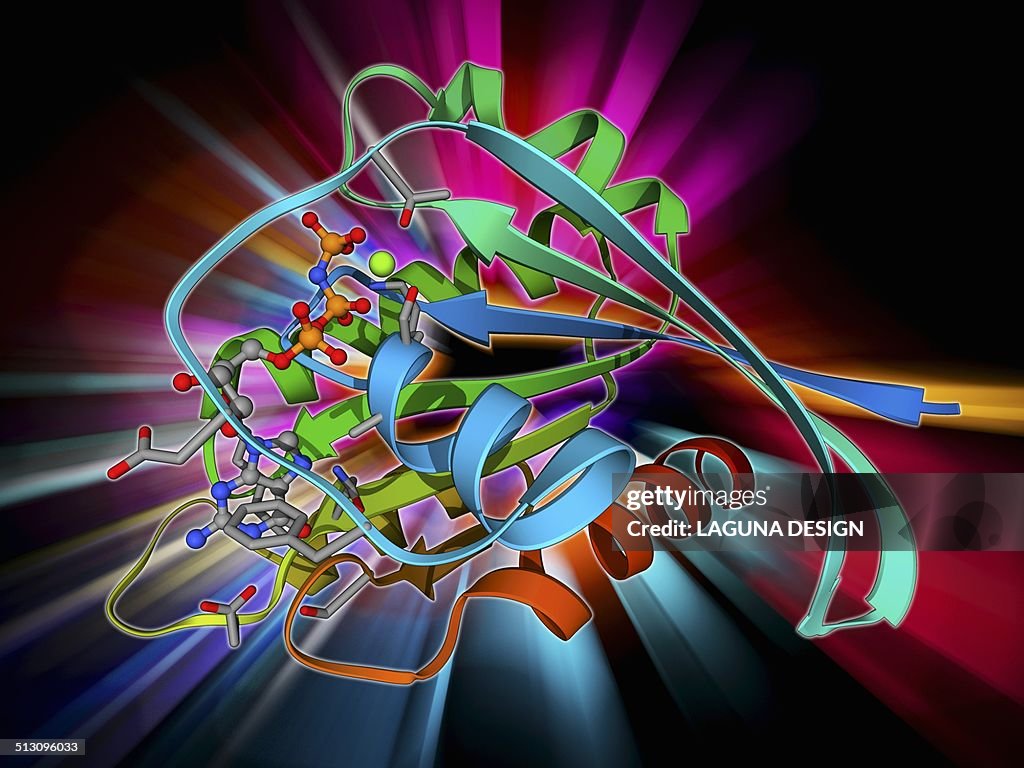 H-Ras p21 oncogene protein